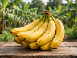 Manfaat Buah Pisang bagi Kesehatan Tubuh